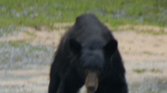 BabyBearCominAtUs