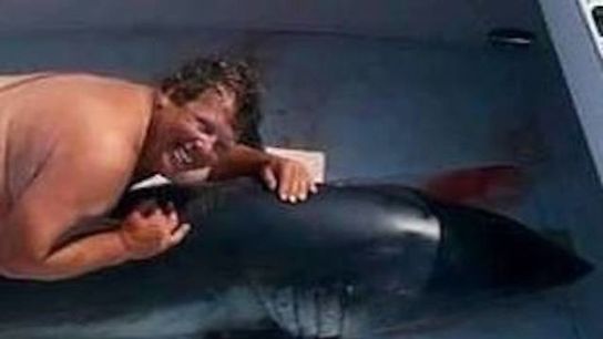 Video: The infamous Jim McElwain Shark case has been cracked (Shark)
