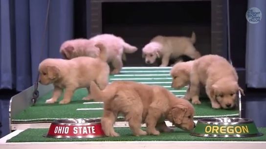 Video: Puppies predict the national title game (Ohio State)