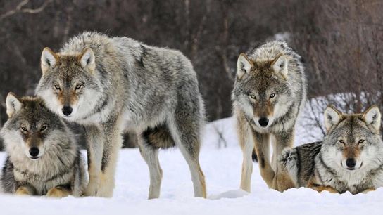 The strength of the pack is the wolf; the strength of the wolf is the pack (Maryland)